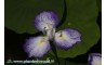 Iris Ensata "Graceuse"