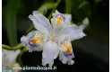 Iris Japonica