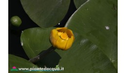 Nuphar Luteum