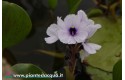 Eichhornia Azurea