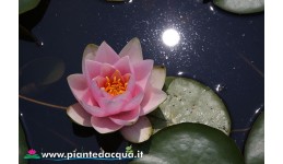 Waterlily France
