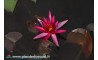 Waterlily Hidden Violet