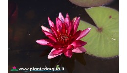 Waterlily Perry's Red Star