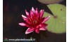 Waterlily Perry's Red Star