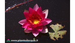Waterlily Chateau Le Rouge