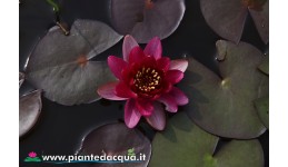 Waterlily Perry's Red Beauty