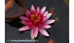 Waterlily Perry's Red Blaze
