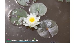 Waterlily Caroliniana Nivea