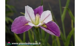 Iris Louisiana "Colorific"