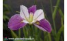 Iris Louisiana "Colorific"