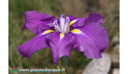 Iris Ensata "Caprician Chimes"