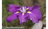 Iris Ensata "Caprician Chimes"
