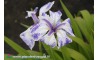 Iris Laevigata "Mottled Beauty"
