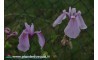 Iris Ensata "Rose Queen"