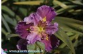 Iris Louisiana "Lake Hamana"