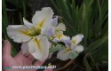 Iris Louisiana "Nutcote"