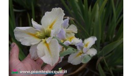 Iris Louisiana "Nutcote"