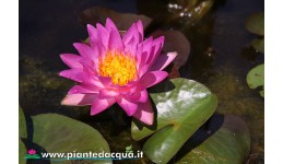 Waterlily Siam Marble