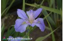Iris Louisiana "Sea Whisp"