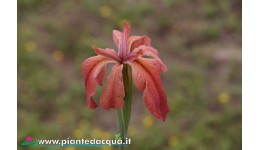 Iris Louisiana Fulva