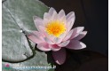 Waterlily Marliacea Rosea