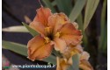 Iris Louisiana "Honey Galore"