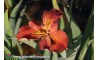 Iris Louisiana "Red Beans"