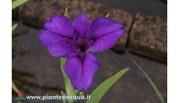 Iris Louisiana "Plantation...