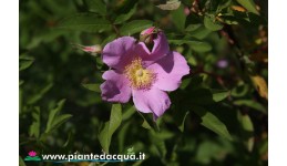 Rosa Palustris