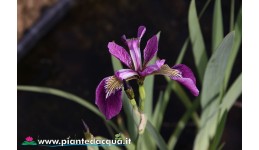 Iris Versicolor "Kermesina"