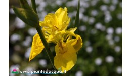 Iris Pseudacorus "Flore Pleno"