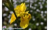 Iris Pseudacorus "Flore Pleno"