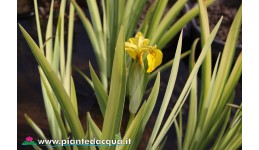 Iris Pseudacorus "Variegato"