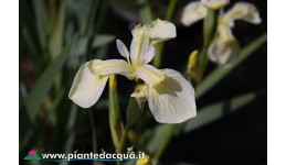 Iris Pseudacorus "Bastardii"