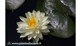 Waterlily Perry's Super Yellow