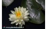Waterlily Perry's Super Yellow