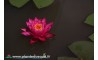 Waterlily Perry's Viviparous Pink
