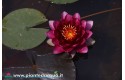 Waterlily Red Queen
