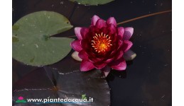 Waterlily Red Queen
