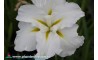 Iris Ensata "Anytus"