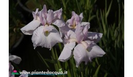 Iris Ensata "Reisyun"