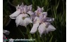 Iris Ensata "Reisyun"