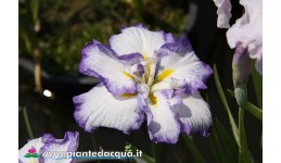 Iris Ensata "Cascade Spring...