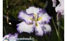 Iris Ensata "Cascade Spring Dress"