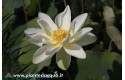 Kit light small lotus (White-Yellow)