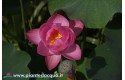 Kit dark small lotus (Red-Pink)