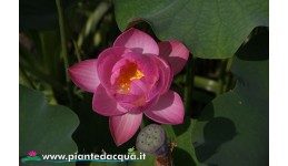 Kit dark small lotus...