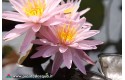 Waterlily Pink Dawn