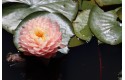 Waterlily Awesome