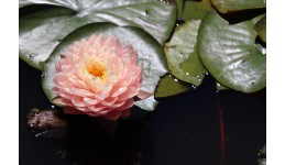 Waterlily Awesome